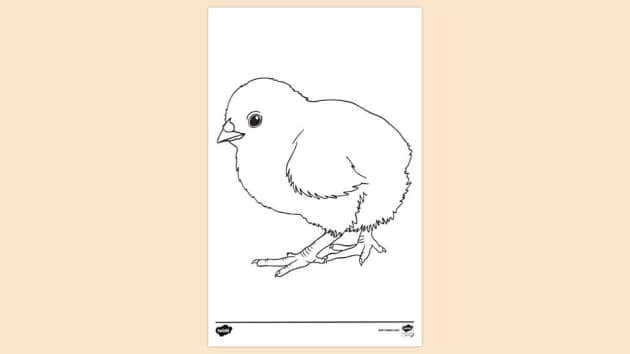 Baby Chick Colouring Sheet | Twinkl (teacher made) - Twinkl