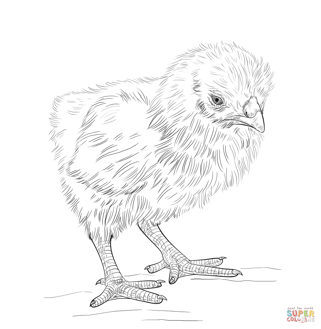 Baby Chick coloring page | Free Printable Coloring Pages