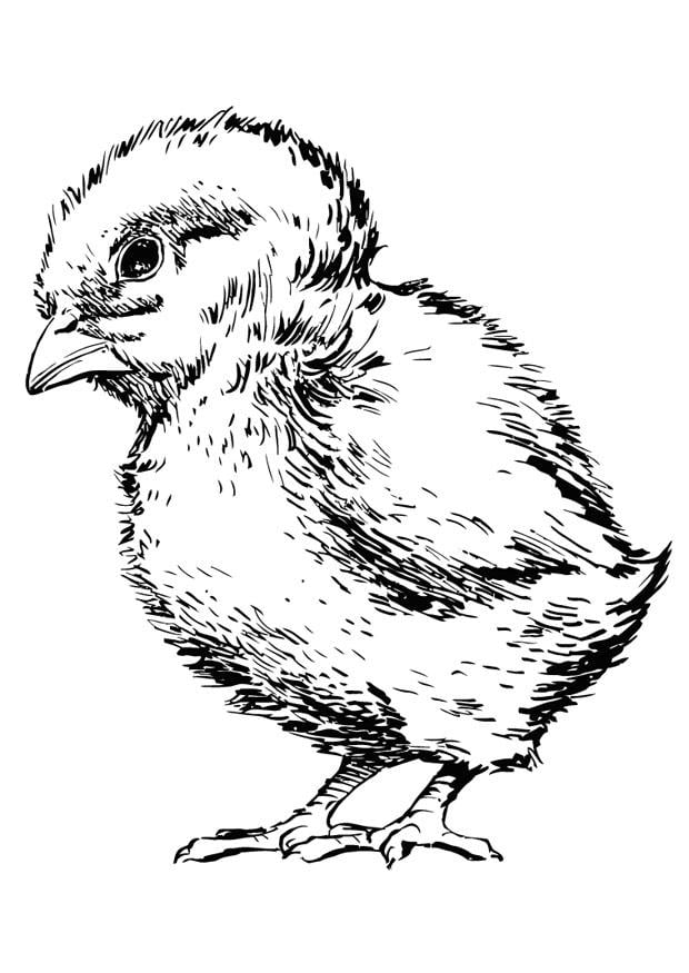 Coloring Page baby chicken - Free printables - Img 16874