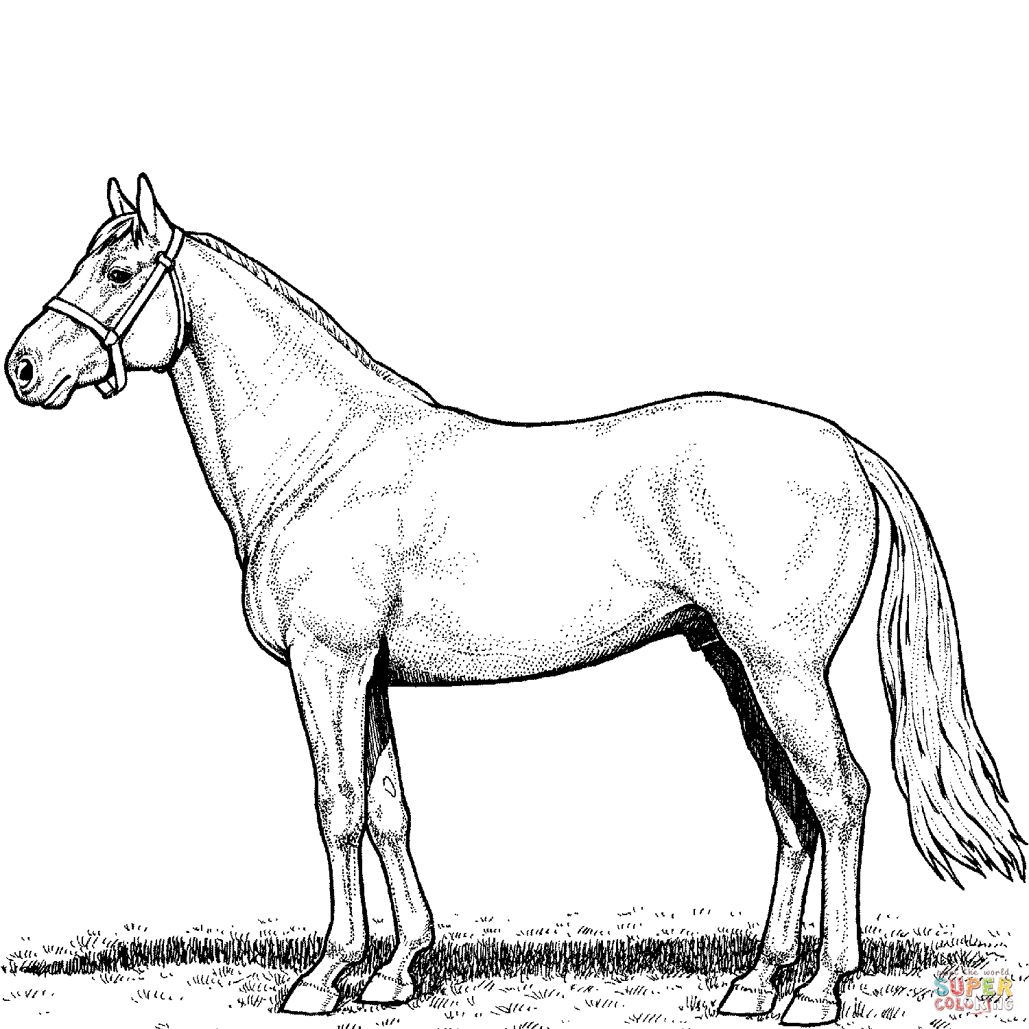 Horse Stallion coloring page | Free Printable Coloring Pages