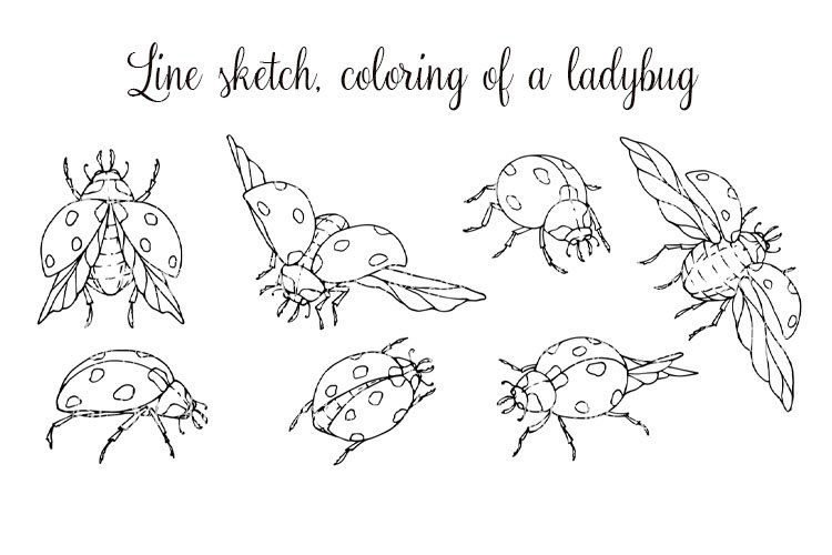 Line sketch, coloring of a ladybug.