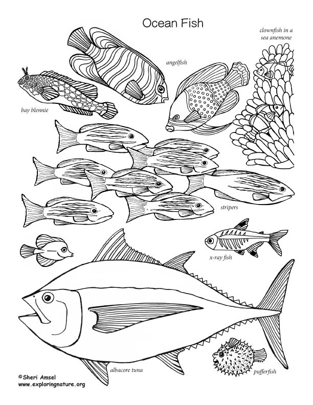 Fish of the Ocean Coloring Page