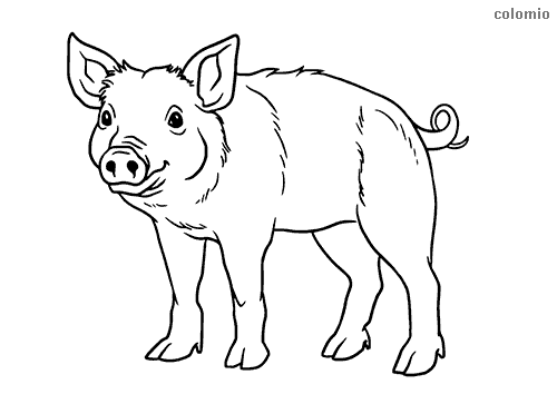 Pigs coloring pages » Free & Printable » Pig coloring sheets