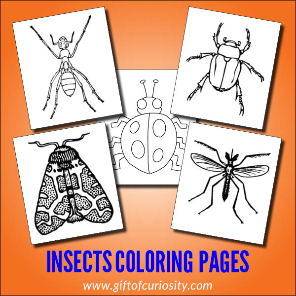 Insects Coloring Pages - Gift of Curiosity