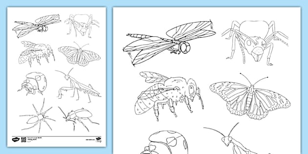 Free Colouring Pages of Insects | Colouring Sheet - Twinkl