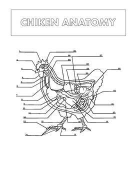 Veterinary Anatomy Coloring Book / Animal Dog Anatomy And ...
