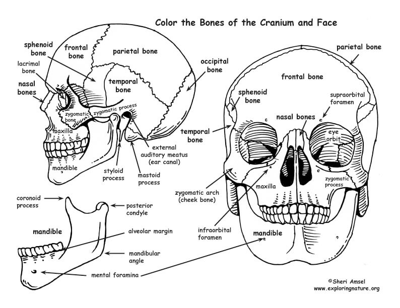 Skull Anatomy Coloring Pages – Printable Coloring Pages. FREE