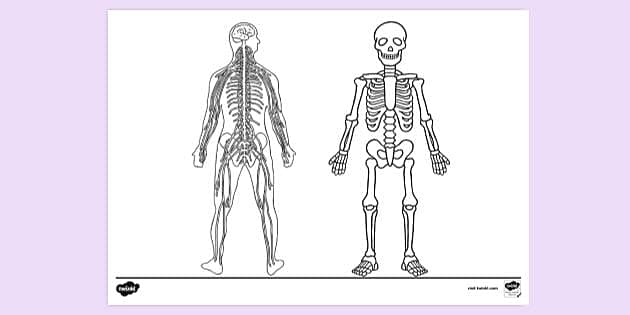 Anatomy and Physiology Colouring Page (teacher made)