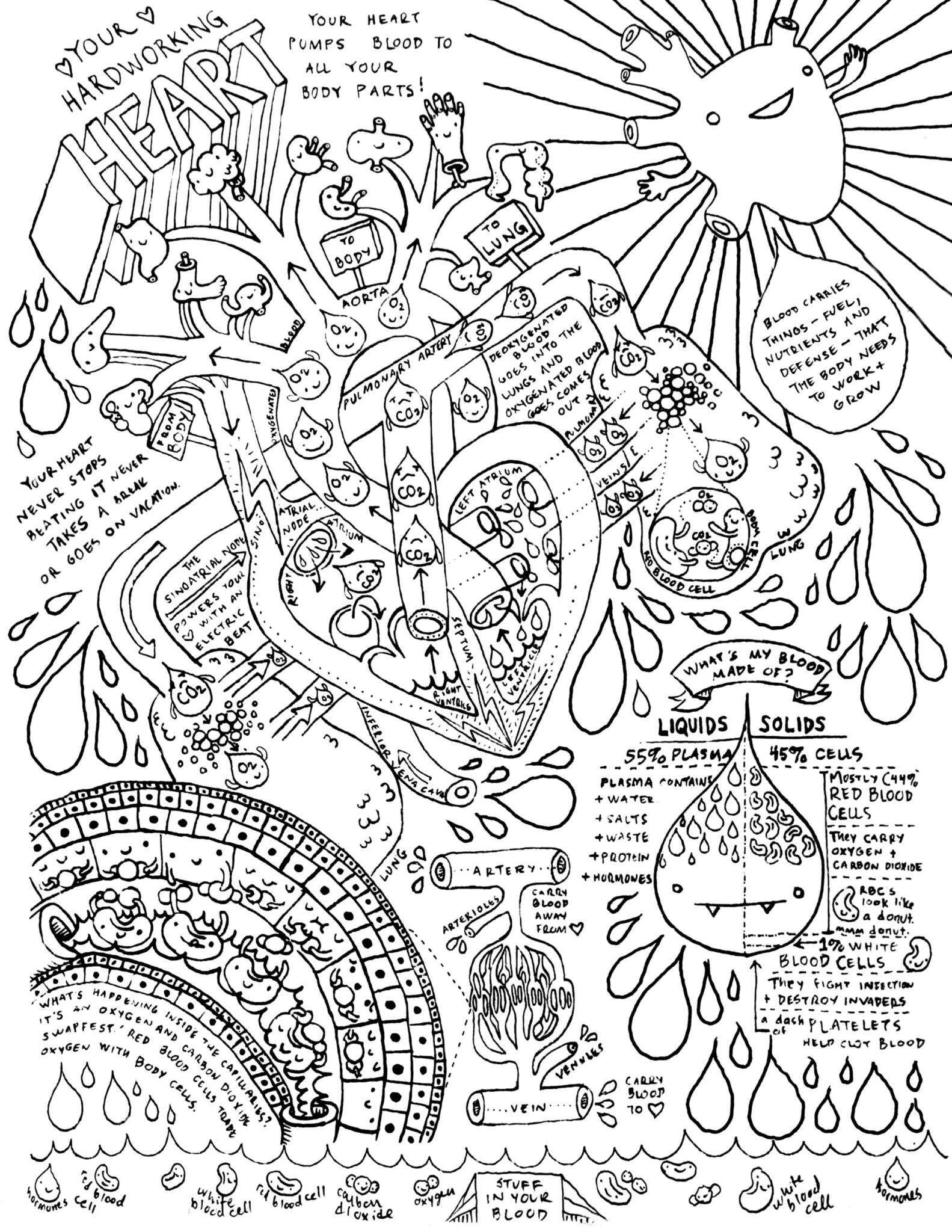 Anatomy Coloring Books | AdultcoloringbookZ