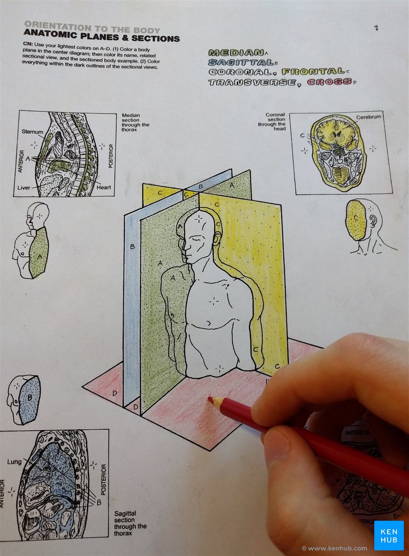 Anatomy coloring books: How to use & free PDF | Kenhub