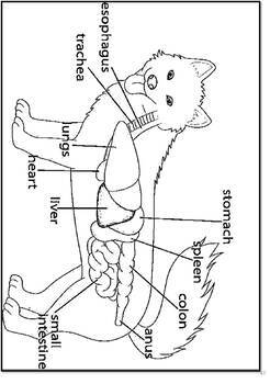 Veterinary Anatomy Coloring Book / Animal Dog Anatomy And ...