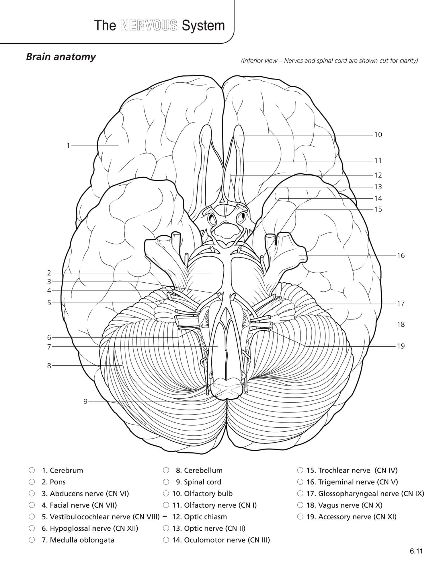 Anatomy & Physiology Coloring Book