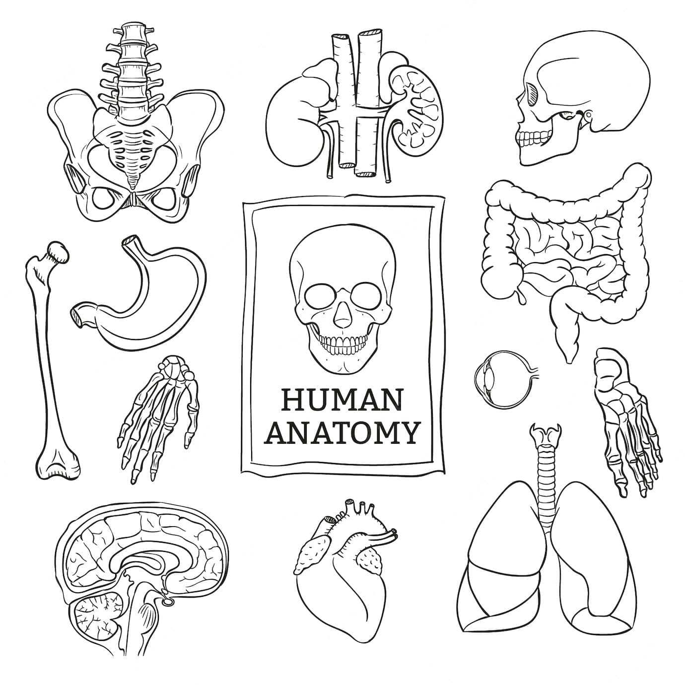 Printable Human Anatomy coloring page - Download, Print or Color ...