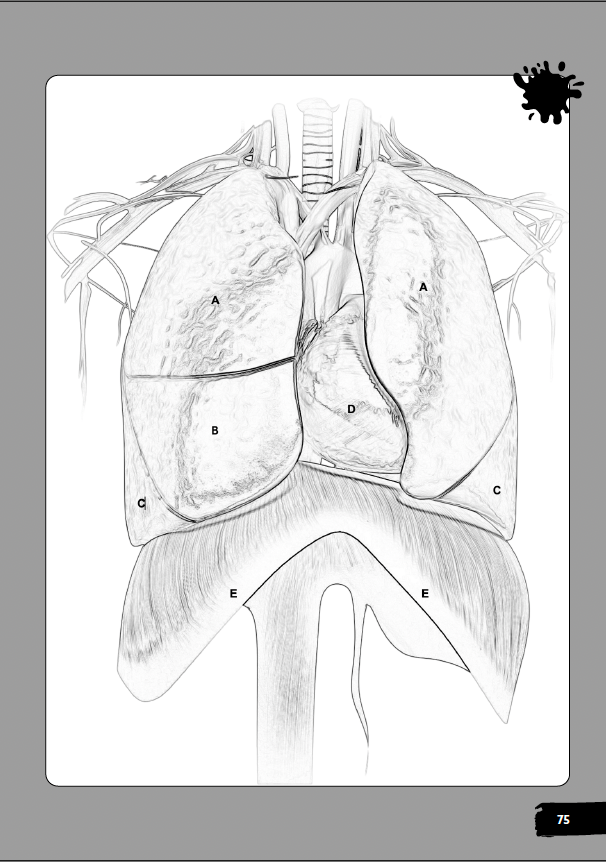 Anatomy & Physiology Coloring Book for EMTs & Paramedics ...