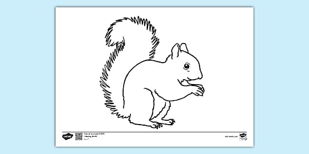 Squirrel Colouring | Colouring Sheets (teacher made)