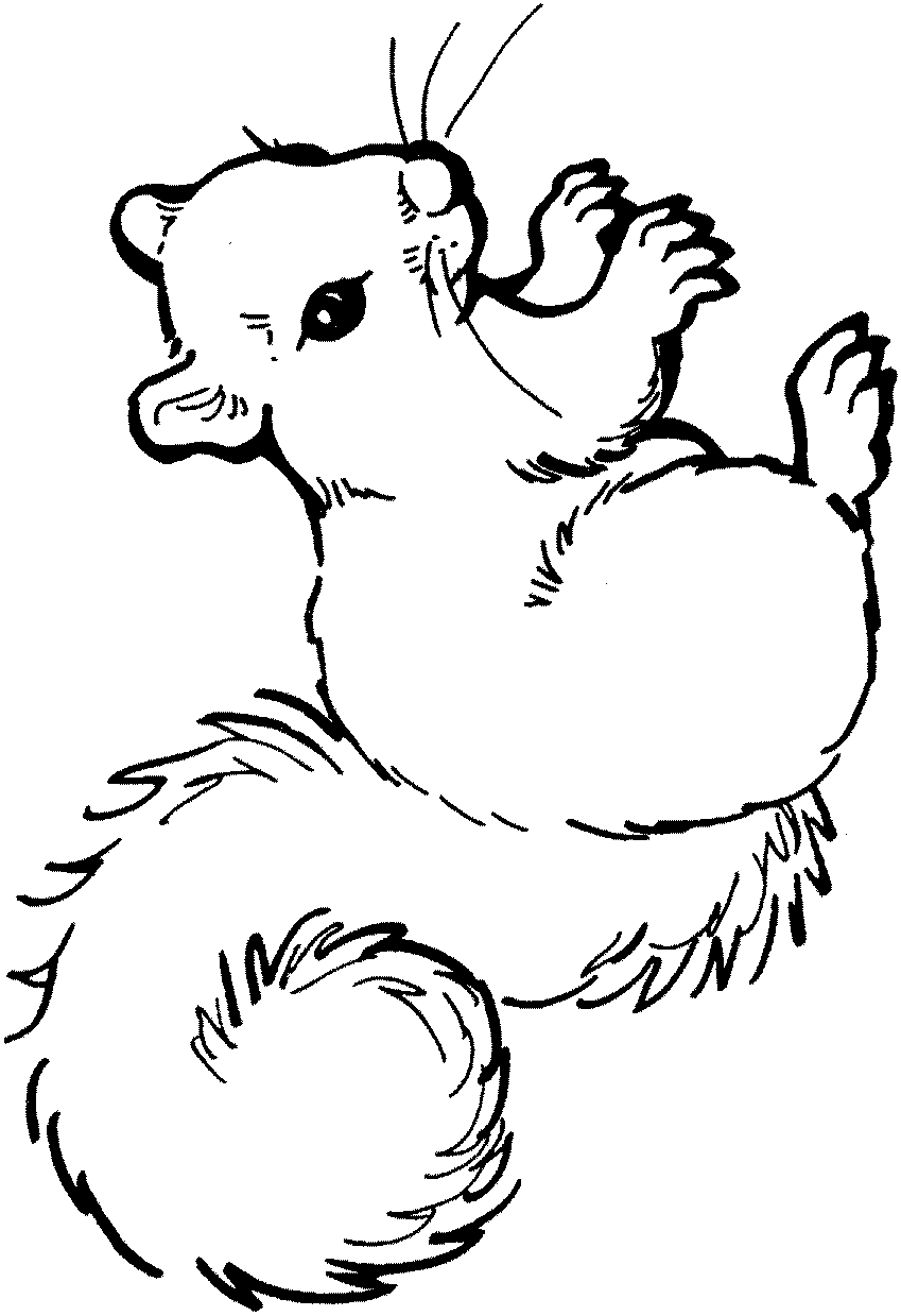 Kids-n-fun.com | Coloring page Squirrel Squirrel