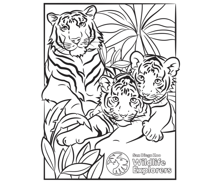 Coloring Page: Tiger Family | San Diego Zoo Wildlife Explorers